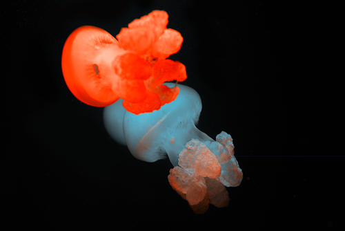 Jellyfishes with red and blue neon lights on black background