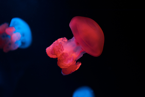 Selective focus of blue blubber jellyfishes with neon lights on black background