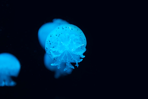 Spotted jellyfishes in blue neon light on black background