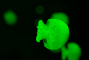 Selective focus of spotted jellyfishes in green neon light on black background