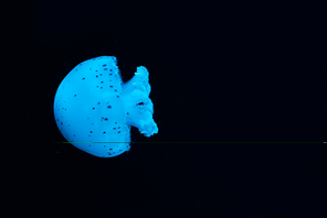 Spotted jellyfish in blue neon light on black background