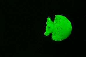 Spotted jellyfish in green neon light on black background