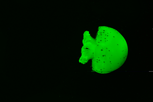 Spotted jellyfish in green neon light on black background