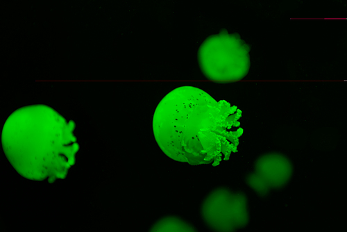 Selective focus of jellyfishes with green neon light on black background