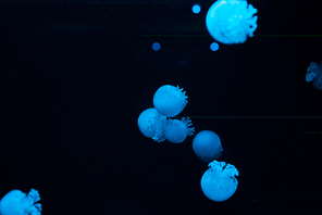 Selective focus of jellyfishes with blue neon light on black background