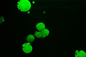 Jellyfishes with green neon light on black background