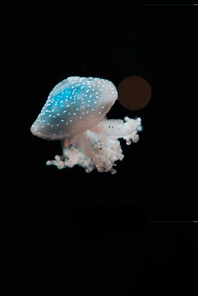 Spotted jellyfish in light on black background