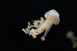 Spotted jellyfish with tentacles in light on black background