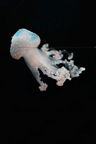 Translucent spotted jellyfish in light on black background