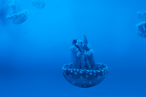 Selective focus of spotted jellyfishes on blue background