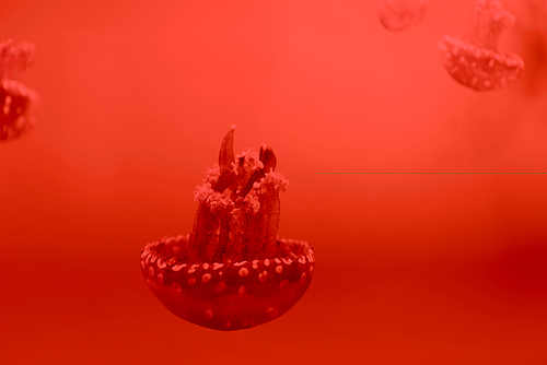 Selective focus of spotted jellyfishes on red background