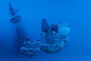 Selective focus of spotted jellyfishes on blue background