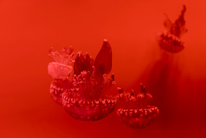 Selective focus of spotted jellyfishes on red background