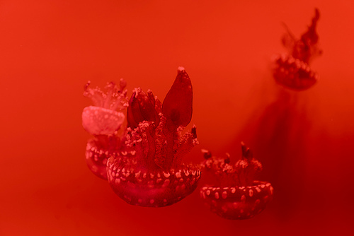 Selective focus of spotted jellyfishes on red background
