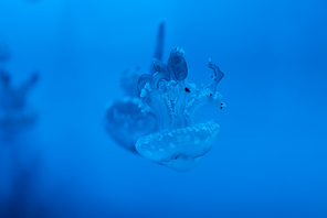 Selective focus of spotted jellyfishes on blue background