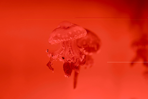 Selective focus of jellyfishes on red background