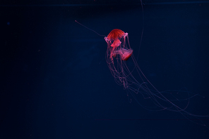 Compass jellyfishes in red neon light on dark background