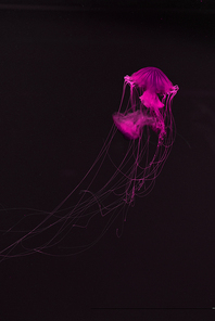 Compass jellyfishes in pink neon light on black background