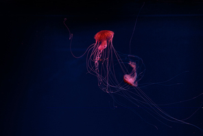 Compass jellyfishes in red neon light on dark background