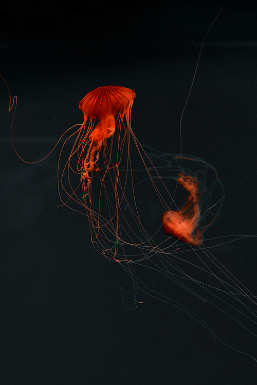 Selective focus of compass jellyfishes in red neon light on dark background