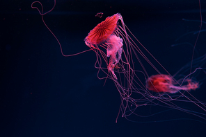 Selective focus of compass jellyfishes in pink neon light on dark background