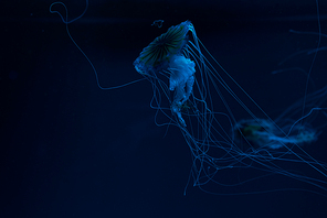 Selective focus of compass jellyfishes in blue neon light on dark background