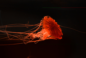 Compass jellyfish with red neon light on black background