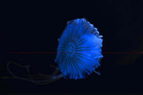 Compass jellyfish with blue neon light on black background