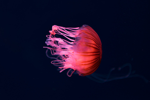 Compass jellyfish with pink neon light on dark background