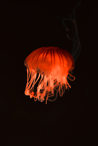 Compass jellyfish with red neon light on dark background