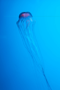 Japanese sea nettle jellyfish on blue background