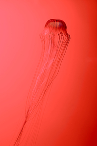 Japanese sea nettle jellyfish on red background