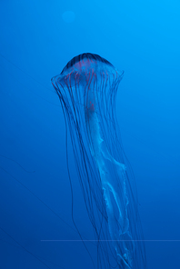 Japanese sea nettle jellyfish on blue background
