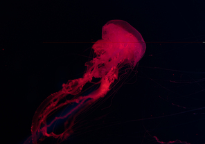 Jellyfish in red neon light on black background