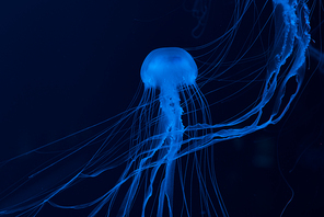 Jellyfishes in blue neon light on dark background