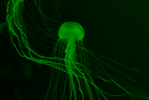 Jellyfishes in green neon light on dark background