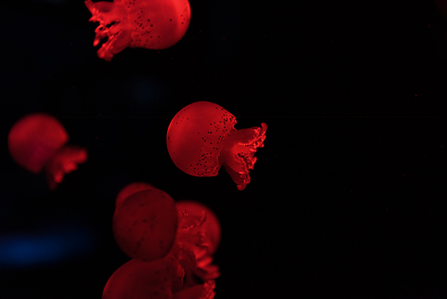 Selective focus of jellyfishes in red neon light on black background