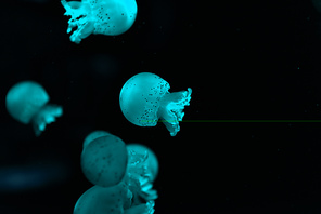 Selective focus of spotted jellyfishes in blue neon light on black background