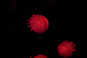 Spotted jellyfishes in red neon light on black background