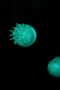 Spotted jellyfishes in green neon light on black background