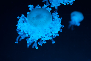 Cassiopea jellyfishes in blue neon light on dark background