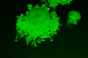 Cassiopea jellyfishes in green neon light on dark background