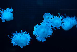 Cassiopea jellyfishes in blue neon light on dark background