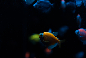 Selective focus of aquarium fishes with neon light on black background