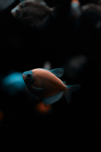 Selective focus of aquarium fishes on black background