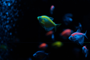 Selective focus of fishes with neon light on black background