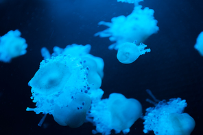 Selective focus of cassiopea jellyfishes with blue neon light on dark background
