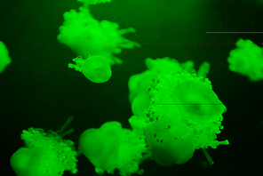 Selective focus of cassiopea jellyfishes with green neon light on dark background