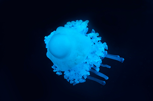 Cassiopea jellyfish with blue neon light on black background