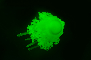 Cassiopea jellyfish with green neon light on black background